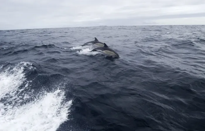 Framed Print : Common Dolphin - Jumping from water - Isles of Scilly - August Framed Print : Common Dolphin - Jumping from water - Isles of Scilly - August