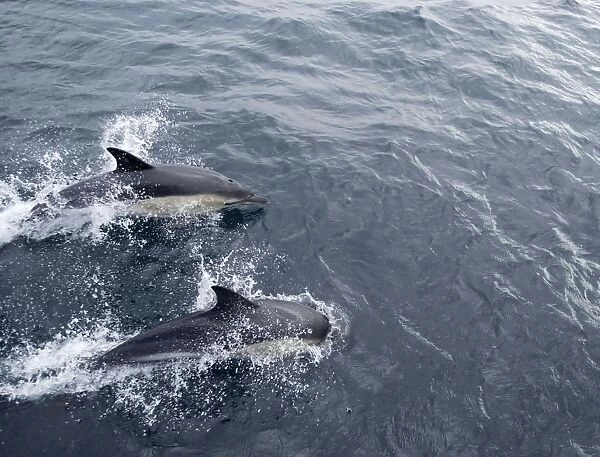 Common Dolphin - Swimming - Isles of Scilly - August