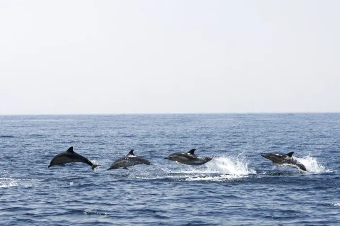 Framed Print : Common Dolphin - four swimming in line - leaping out of water in the strait of Gibraltar. Spain Framed Print : Common Dolphin - four swimming in line - leaping out of water in the strait of Gibraltar. Spain