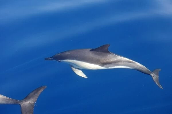 Common Dolphin - swimming in the strait of Gibraltar