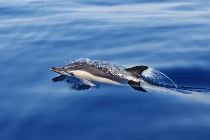 Framed Print : Common Dolphin - swimming in the strait of Gibraltar. Spain Framed Print : Common Dolphin - swimming in the strait of Gibraltar. Spain