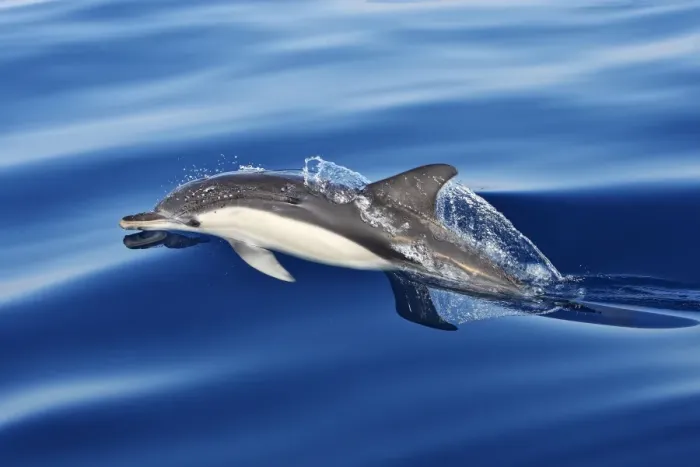 Framed Print : Common Dolphin - swimming in the strait of Gibraltar. Spain Framed Print : Common Dolphin - swimming in the strait of Gibraltar. Spain