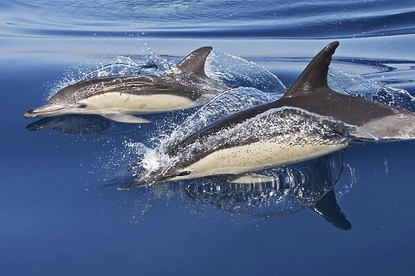 Common Dolphin - two swimming in the strait of Gibraltar. Spain