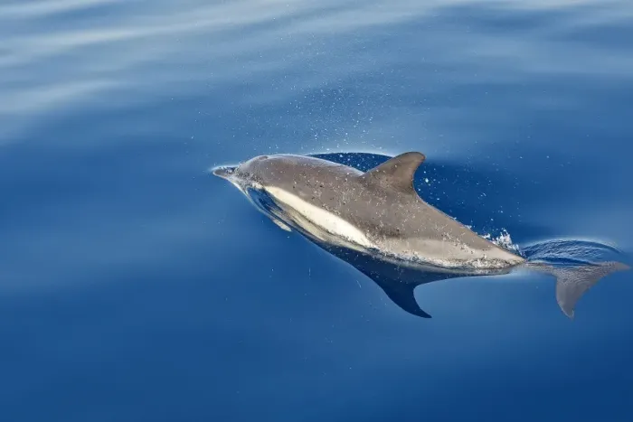 Framed Print : Common Dolphin - swimming in the strait of Gibraltar. Spain Framed Print : Common Dolphin - swimming in the strait of Gibraltar. Spain