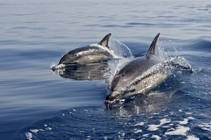 Framed Print : Common Dolphin - two swimming in the strait of Gibraltar. Spain Framed Print : Common Dolphin - two swimming in the strait of Gibraltar. Spain