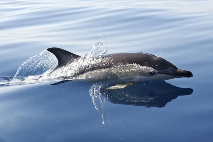 Framed Print : Common Dolphin - swimming in the strait of Gibraltar. Spain Framed Print : Common Dolphin - swimming in the strait of Gibraltar. Spain