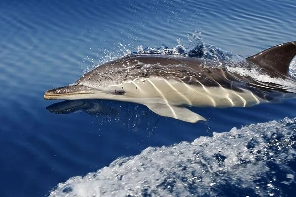 Common Dolphin - swimming in the strait of Gibraltar. Spain