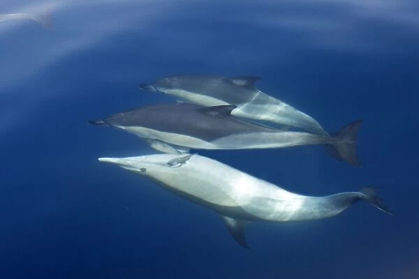 Common Dolphin - swimming underwater in the strait of Gibraltar. Spain