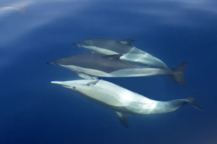Framed Print : Common Dolphin - swimming underwater in the strait of Gibraltar. Spain Framed Print : Common Dolphin - swimming underwater in the strait of Gibraltar. Spain