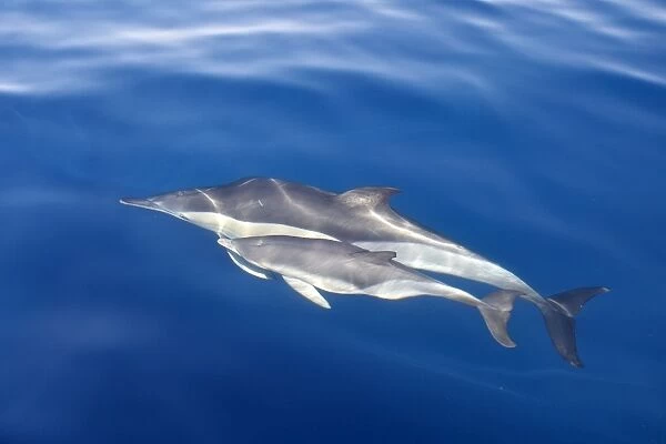 Common Dolphins - adult & young swimming in the strait of Gibraltar. Spain