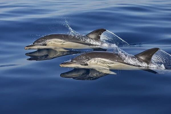 Common Dolphins - swimming in the strait of Gibraltar. Spain