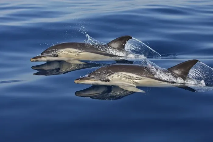 Framed Print : Common Dolphins - swimming in the strait of Gibraltar. Spain Framed Print : Common Dolphins - swimming in the strait of Gibraltar. Spain