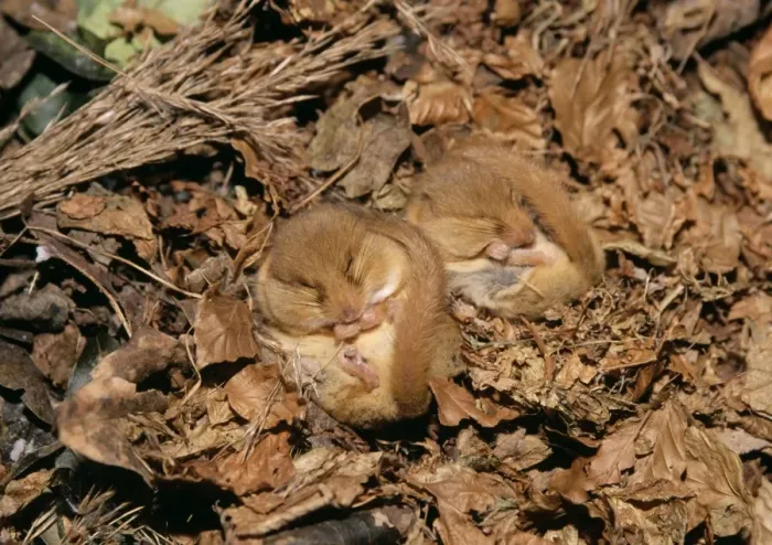 Framed Print : Common Dormouse - 2 hibernating Framed Print : Common Dormouse - 2 hibernating