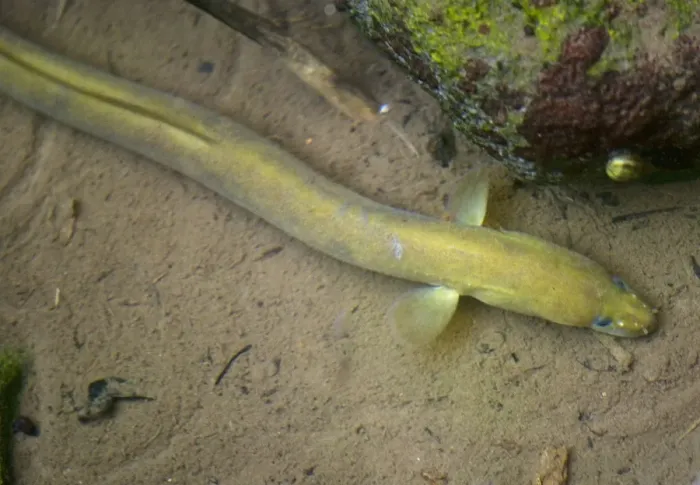 Framed Print : Common Eel - Adult - Cyprus Framed Print : Common Eel - Adult - Cyprus