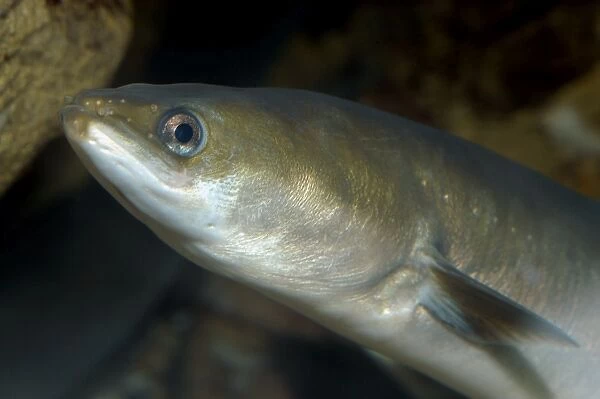 Common Eel- European freshwaters, but then migrates to the sea