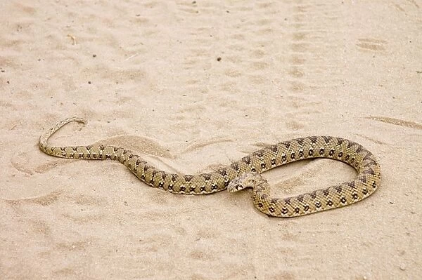 Common Egg-eater Snake basking in roadway. Harmless species that feeds on birds eggs. Common throughout southern Africa. Kgalagadi Transfrontier Park, Northern Cape, South Africa