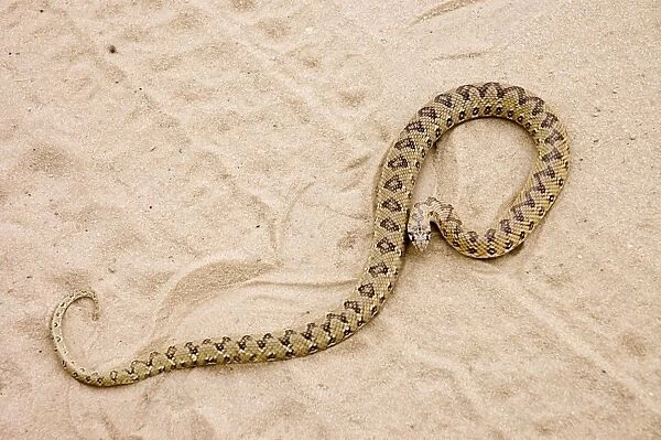 Common Egg-eater Snake basking in roadway. Harmless species that feeds on birds eggs. Common throughout southern Africa. Kgalagadi Transfrontier Park, Northern Cape, South Africa