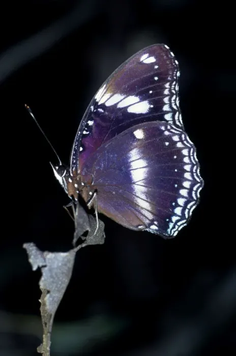 Framed Print : Common Eggfly Butterfly India, Pakistan, S. E. Asia, New Guinea, Indonesia Framed Print : Common Eggfly Butterfly India, Pakistan, S. E. Asia, New Guinea, Indonesia