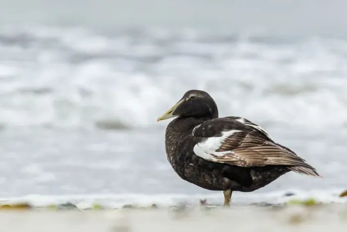 Framed Print : Common Eider ~ on sea shore ~ Dune Island, Heligoland, Germany Framed Print : Common Eider ~ on sea shore ~ Dune Island, Heligoland, Germany