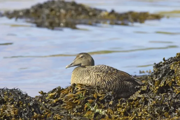 Framed Print : Common Eider - On seaweed Unst, Shetland, UK BI010369 Framed Print : Common Eider - On seaweed Unst, Shetland, UK BI010369