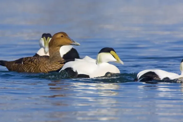 Framed Print : Common Eider, Somateria mollissima. Female with Males. Cape Cod MA in October Framed Print : Common Eider, Somateria mollissima. Female with Males. Cape Cod MA in October