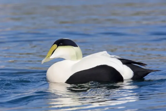 Framed Print : Common Eider, Somateria mollissima. Male. Cape Cod MA in October Framed Print : Common Eider, Somateria mollissima. Male. Cape Cod MA in October