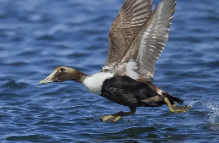 Framed Print : Common Eider - taking flight in winter. February at Barnegat Light, NJ, USA Framed Print : Common Eider - taking flight in winter. February at Barnegat Light, NJ, USA