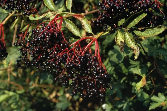 Framed Print : Common Elder Plant - fruit Framed Print : Common Elder Plant - fruit