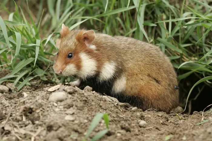 Framed Print : Common  /  European Hamster. Alsace France