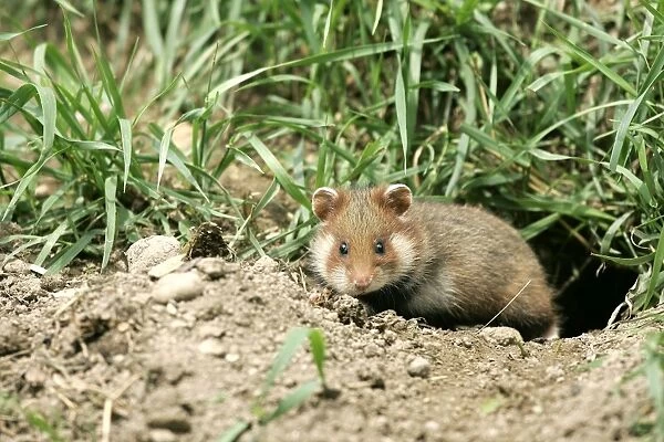 Common  /  European Hamster. Alsace France