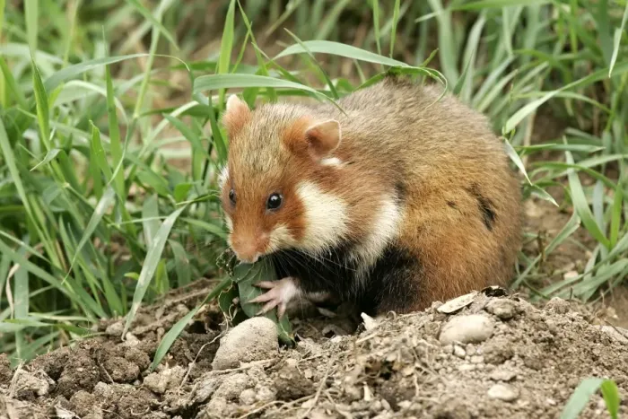 Framed Print : Common  /  European Hamster - eating. Alsace France