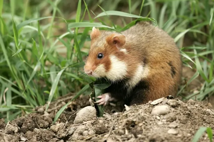 Framed Print : Common  /  European Hamster - eating. Alsace France