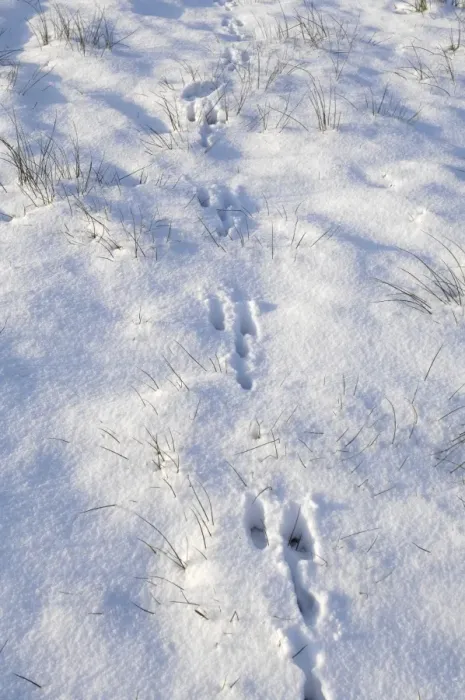 Framed Print : Common / European Hare - tracks in the snow - Overijssel - The Netherlands Framed Print : Common / European Hare - tracks in the snow - Overijssel - The Netherlands