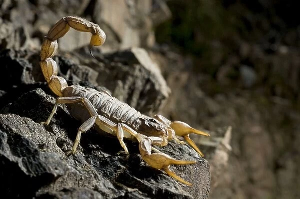 Common European Scorpion - female - Sierra Morena - Andalucia - Spain
