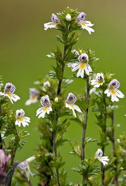 Common Eyebright - in flower - limestone grassland - Dorset