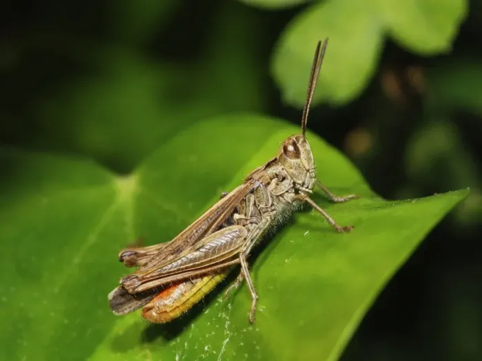 Framed Print : Common Field Grasshopper Framed Print : Common Field Grasshopper