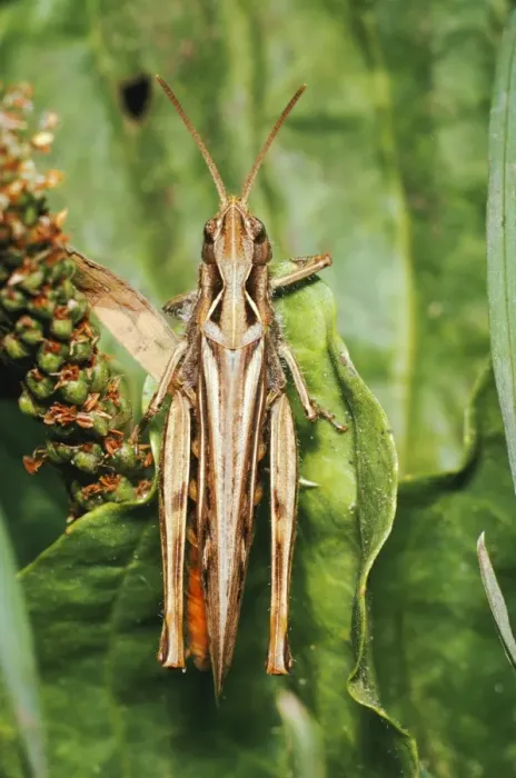 Framed Print : Common Field Grasshopper JLM-2629 Chorthippus brunneus © J. L. Mason / ardea. com Framed Print : Common Field Grasshopper JLM-2629 Chorthippus brunneus © J. L. Mason / ardea. com