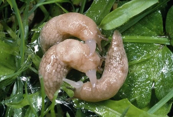 Common Field Slug - mating group - UK