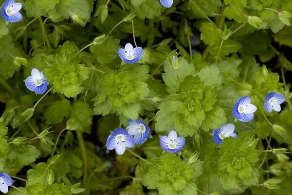 Common field-speedwell, Veronica persica. Widespread weed