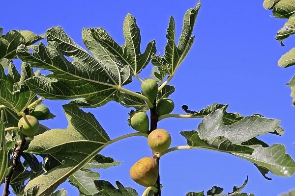 Common Fig - fruit in tree. France
