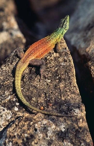 Common Flat Lizard - male Zimbabwe