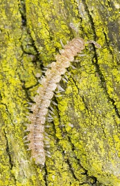 Common flatback millipede on bark Location: Garden, Cornwall, UK