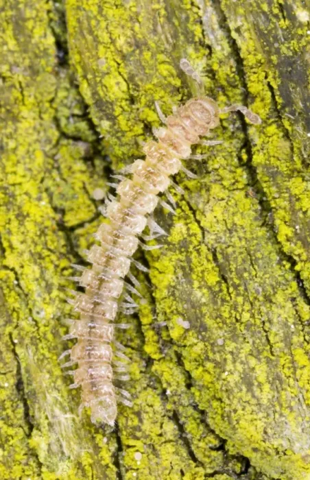 Framed Print : Common flatback millipede on bark Location: Garden, Cornwall, UK Framed Print : Common flatback millipede on bark Location: Garden, Cornwall, UK