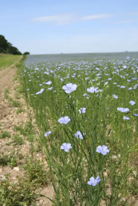 Framed Print : Common Flax  /  Linseed - grown for its fibres which can be used to make linen and its seeds which are a source of linseed oil - Hungerford - Berkshire - UK