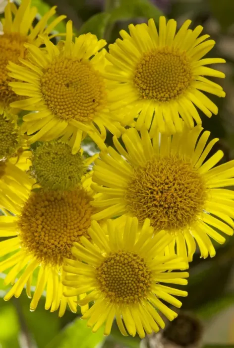 Framed Print : Common Fleabane - in flower Framed Print : Common Fleabane - in flower