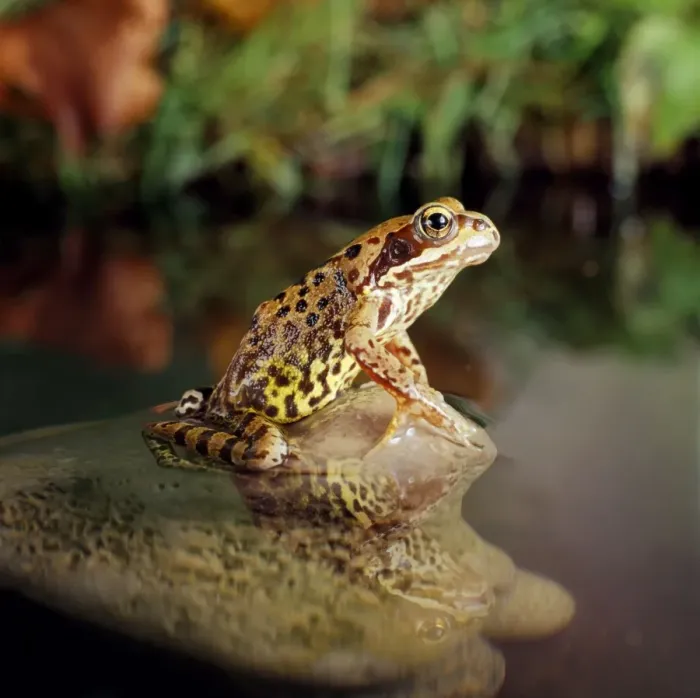 Framed Print : Common Frog Framed Print : Common Frog