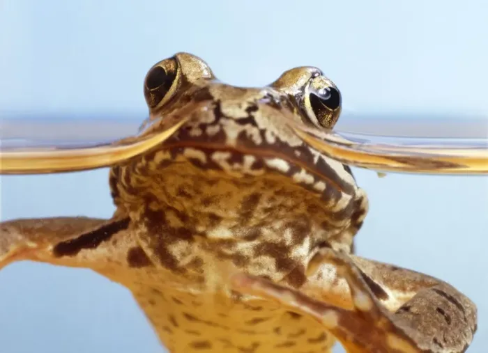 Framed Print : Common Frog Framed Print : Common Frog