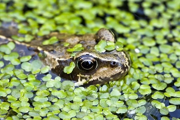 Common Frog - adult in garden pond with duckweed - Dorset - UK