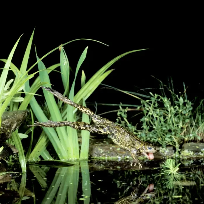 Framed Print : Common Frog BB 603 Jumping into water Rana temporaria © Brian Bevan / ardea. com Framed Print : Common Frog BB 603 Jumping into water Rana temporaria © Brian Bevan / ardea. com