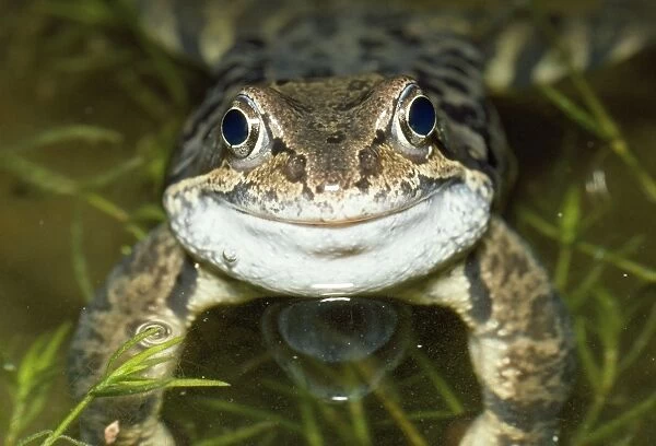 Common Frog - face view at night - UK